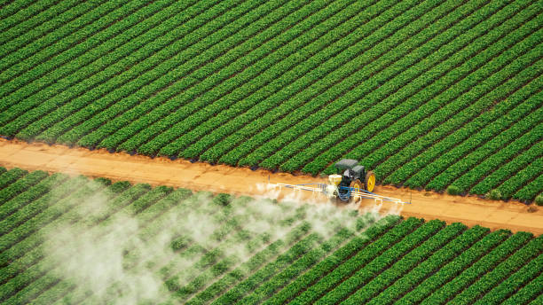 Best Local Pest Control Services  in Blackville, SC